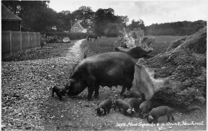Nine Squeaks and a Grunt New Forest Unused real photo