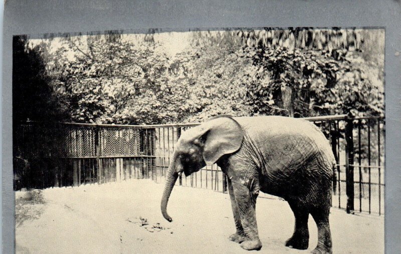 1940s Elephant in the Cincinnati Zoo Clear View Wayne Paper Postcard