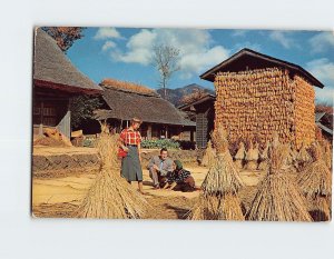 Postcard Drying rice in Japanese farm yard, Japan