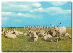 Modern Postcard Hortobagy Die graue Herde