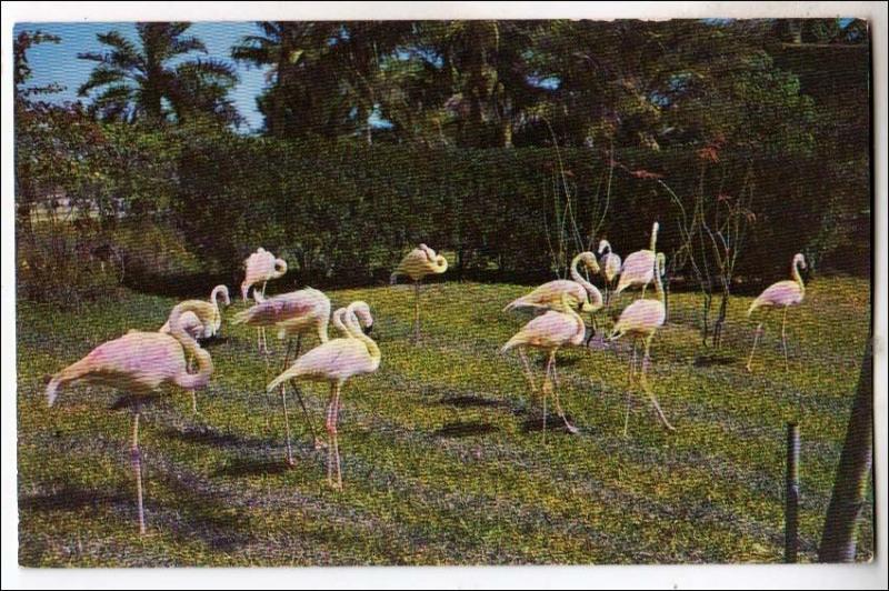 Flamingos