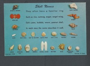 Post Card Animals Sea Shells Over 20 Types Shown