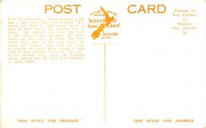 New Zealand Old Vintage Antique Post Card Rotorua Unused