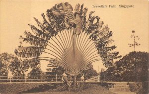 STRAIGHTS SETTLEMENTS SINGAPORE TRAVELLERS PALM POSTCARD (c. 1910)