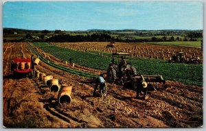 Aroostook County Maine 1950s Postcard Potato harvest