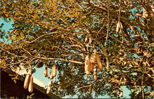 Florida Fort Myers Edison Botanical Gradens Sausage Tree