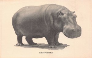 CHICAGO IL~HIPPOPOTAMUS~FIELD MUSEUM PHOTO POSTCARD