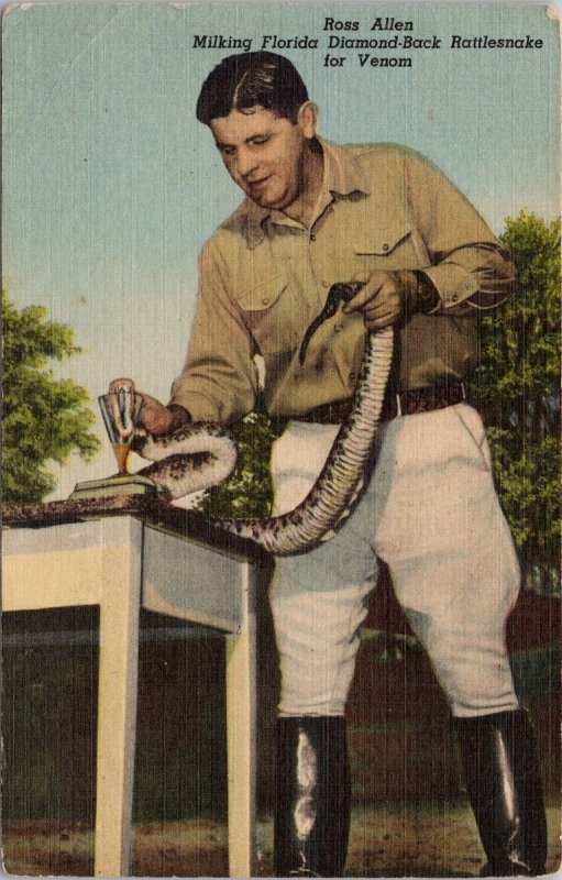 Silver Springs FL Ross Allen Milking Rattlesnake Reptile Institute Postcard H61
