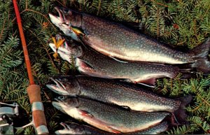 Canada British Columbia Fishing A Nice Catch