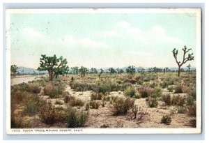 1910's Yucca Trees, Mojave Desert, Calif. Postcard F110E