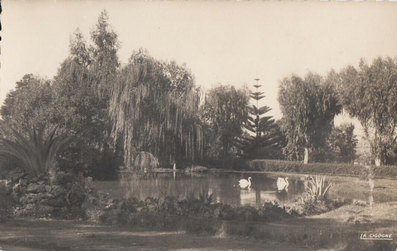 Morocco Port-Lyautey public garden swans photo postcard