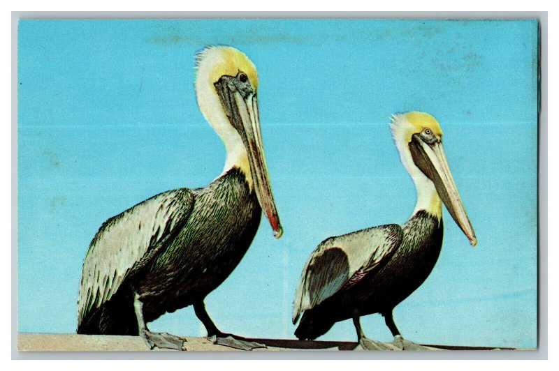 Pair Of Pelicans Birds Vintage Standard View Postcard 