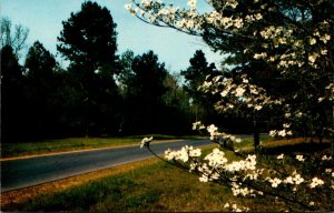 Mississippi Natchez Trace Parkway With Dogwoods In Bloom