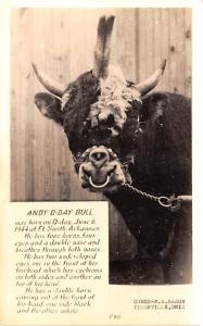 Andy D Day Bull Four horns, four eyes, & a Double Nose Cow Oddity Unused 