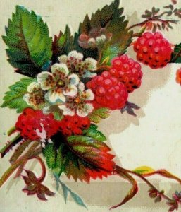 1870s-80s Victorian Trade Card Raspberries Flowers Blooms P101