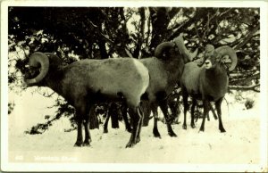 RPPC Mountain Sheep Bighorn in Snow Real Photo Postcard DOPS