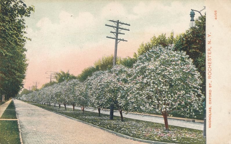 The Magnolia Trees on Oxford Street - Rochester NY, New York - pm 1909 - DB