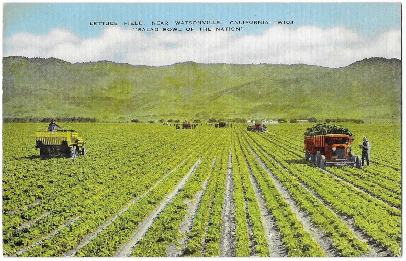 Lettuce Field Near Watsonville California The Nation's Salad Bowl