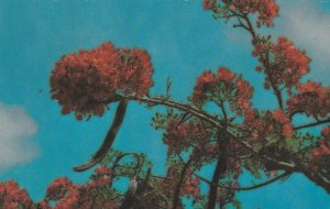 Royal Poinciana - The Flame Tree - Micronesia in Springtime