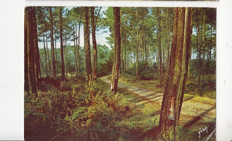 BF21745 route dans la foret landaise landscape france  front/back image