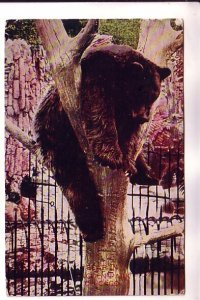 Brown Bear in a Tree, Zoo, Used 1907, Chicago, Illinois