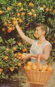 Beautiful Woman Picking Oranges, Basket, Fruit Tree, FL Florida 1950-60s