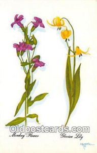 Monky Flower, Glacier Lily Moose, WY, USA Postcard Post Card