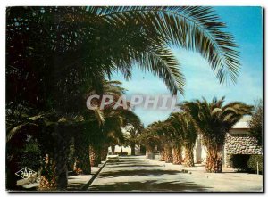 Postcard Modern Saint Cyprien Avenue des Palmiers