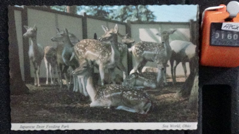 Continental Japanese Deer Park Sea World Aurora Ohio Unposted