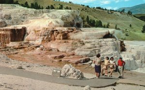 Wyoming, Minerva Terrace Mammoth Hot Springs, Hot Water, Algae Living, Postcard
