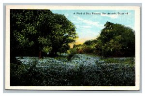 Vintage 1920's Postcard A Field of Blue Bonnets State Flower San Antonio Texas