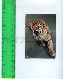 259168 USSR Circus Trained Tiger Pocket CALENDAR 1985 year