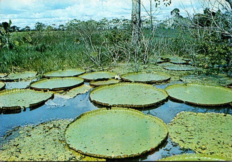 Brazil Manaus Amazonas Water Lilies