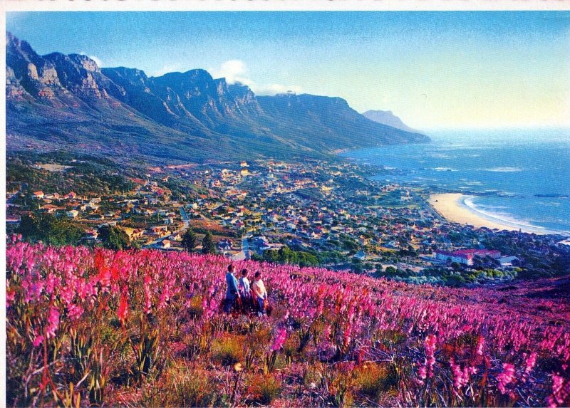 VINTAGE CONTINENTAL SIZE POSTCARD CAPE PENINSULA KAAPSE SKIEREILAND SOUTH AFRICA