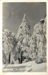 1930s Real Photo PC; Idyllwild Christmas Tree San Jacinto Mts. EB Gray Unposted