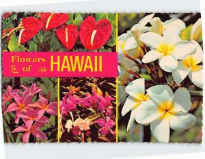 Postcard Flowers of Hawaii