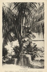 PC CPA SINGAPORE, COCOTIER ET SES FRUITS, VINTAGE POSTCARD (b11994)