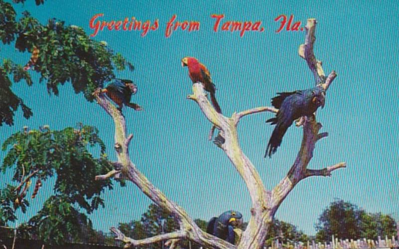 Florida Tampa Greetings With Colorful Exotic Macaws