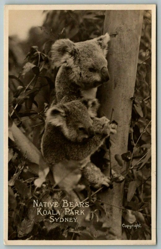 Real Photo Postcard~Sydney Australia~Koala Park~Native Bears in Tree~1930s RPPC 