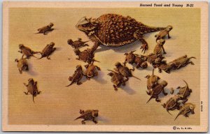 New Mexico, Horned Toad and Young, Specie of Lizard, Harmless Animals, Postcard