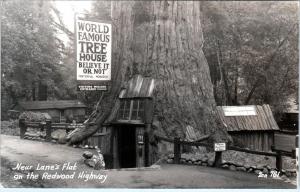 RPPC  LANE'S REDWOOD FLAT, CA   GIFT SHOP In TREE   c1940s Roadside Postcard
