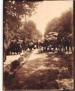 b78597 horse bukowina suceava real photo Refugiati romani   12x9cm romania