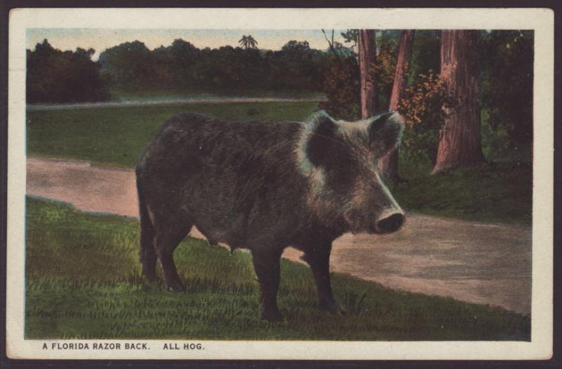 A Florida Razor Back,All Hog Postcard