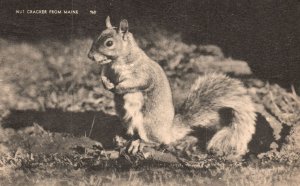 Vintage Postcard 1950 Nut Cracker Animal Squirrel Eating Nuts Maine ME