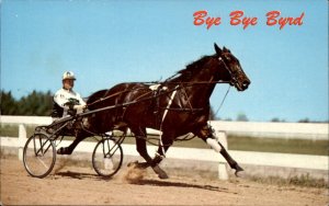 Lexington Kentucky Bye Bye Byrd Bay Colt Harness Horse Pacer Vintage Postcard