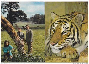 Tiger, Giraffe, Woburn WIld Animal Kingdom, Woburn Park, Buckinghamshire, Eng...