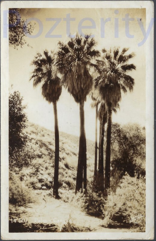 PALM TREE IN DESERT RPPC 1937