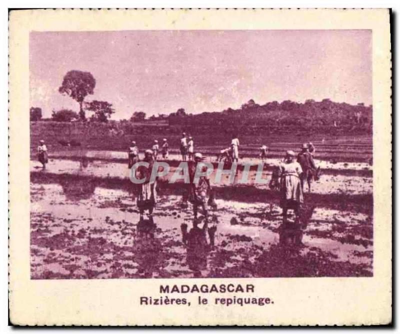 Image Madagascar Rizieres le repiquage 