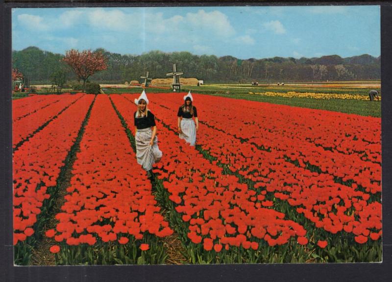 Tulips,Netherlands BIN