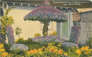 Postcard 1940s Florida Lake Wales Purple Bougainvillea Thomas Nurseries 23-5989